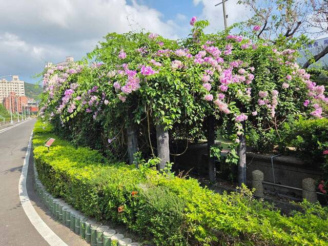 2026年10月02日蒜香藤花況-34