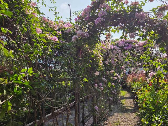 2026年10月02日蒜香藤花況-35