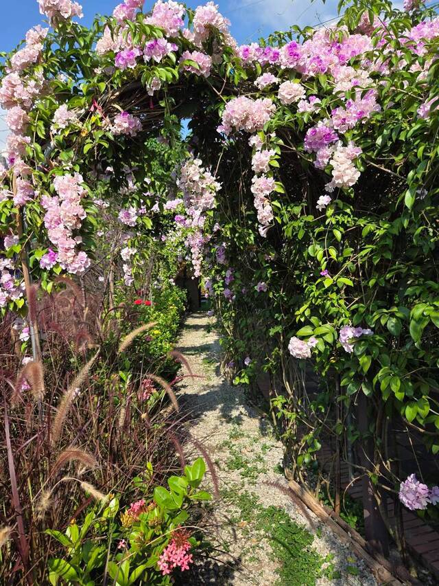2026年10月02日蒜香藤花況-36