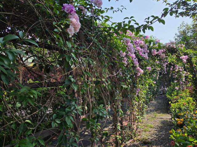 2026年10月02日蒜香藤花況-37