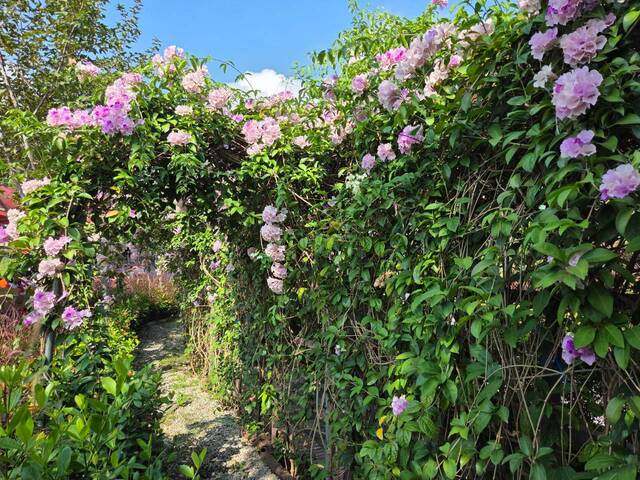2026年10月02日蒜香藤花況-38