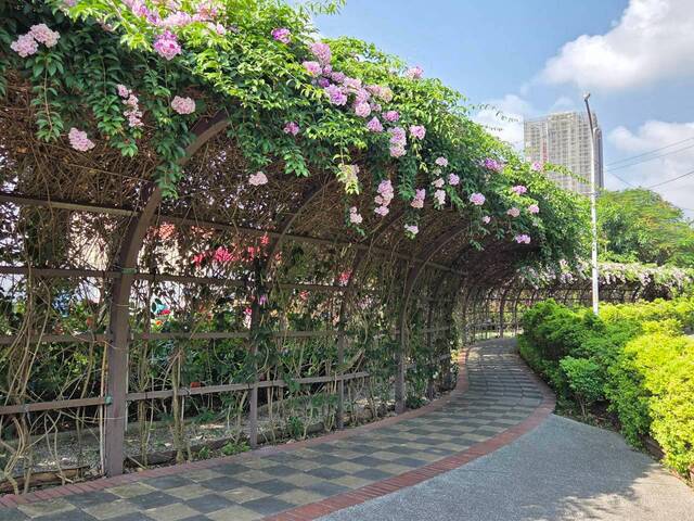 2026年10月02日蒜香藤花況-39