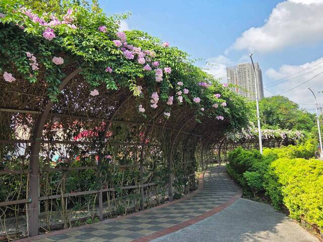 2026年10月02日蒜香藤花況-40