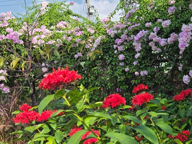 2026年10月02日蒜香藤花況-41