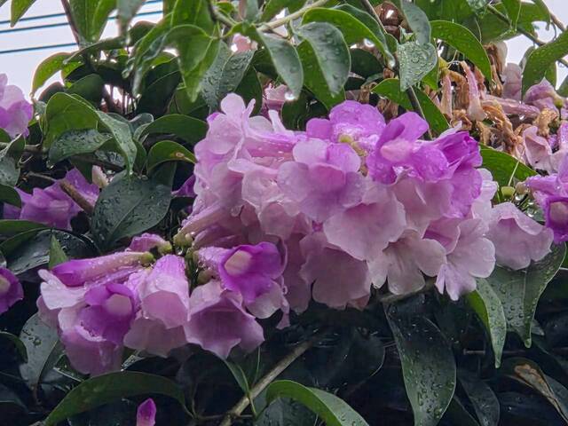 2026年10月05日蒜香藤花況-3