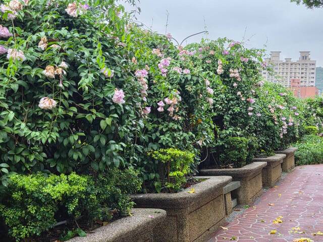 2026年10月05日蒜香藤花況-4