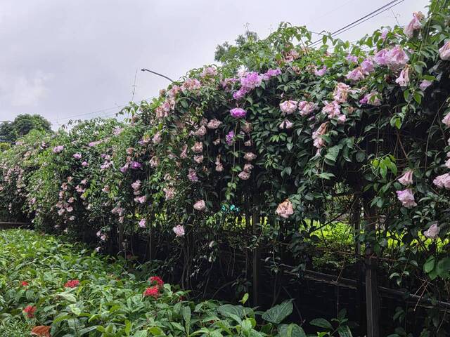 2026年10月05日蒜香藤花況-5