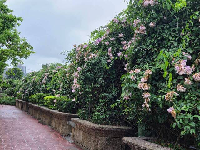 2026年10月05日蒜香藤花況-6