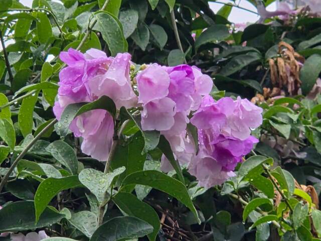 2026年10月05日蒜香藤花況-7