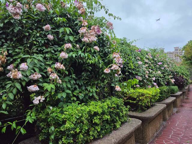 2026年10月05日蒜香藤花況-8