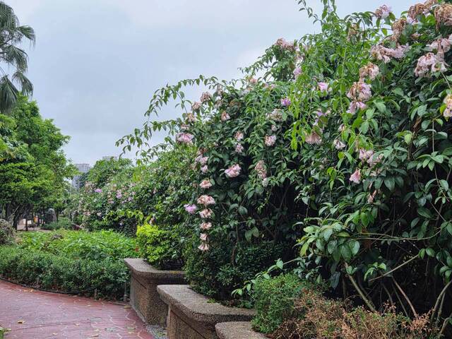 2026年10月05日蒜香藤花況-9