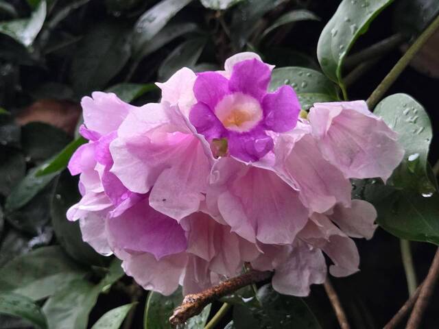 2026年10月05日蒜香藤花況-10
