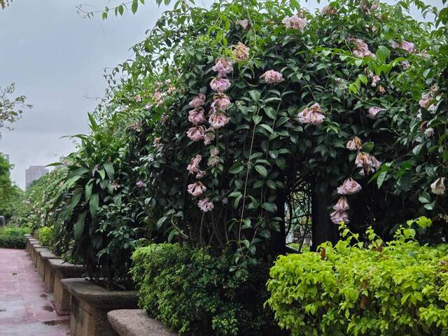 2026年10月05日蒜香藤花況-11