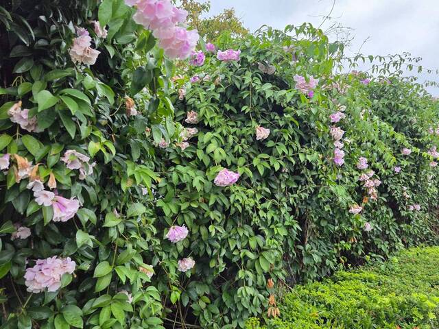 2026年10月05日蒜香藤花況-13