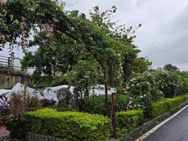 2026年10月05日蒜香藤花況-14
