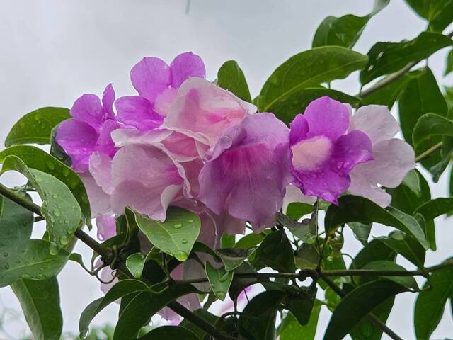 2026年10月05日蒜香藤花況-15