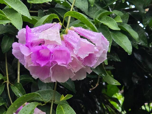 2026年10月05日蒜香藤花況-16
