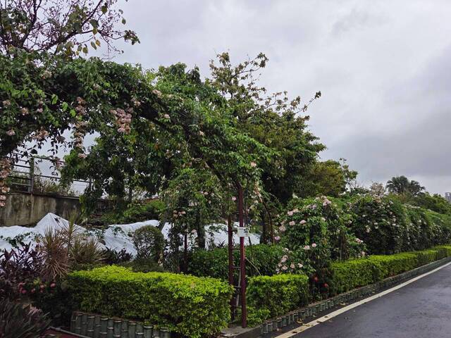 2026年10月05日蒜香藤花況-17