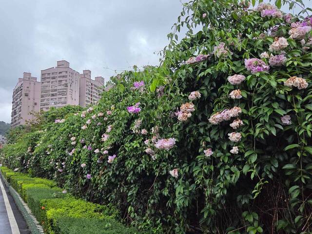2026年10月05日蒜香藤花況-18