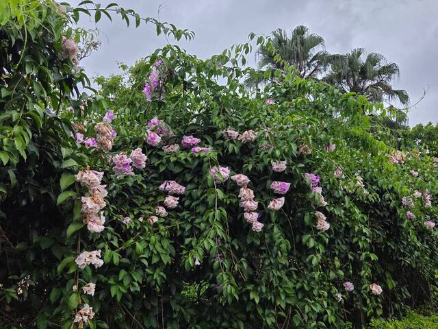 2026年10月05日蒜香藤花況-19