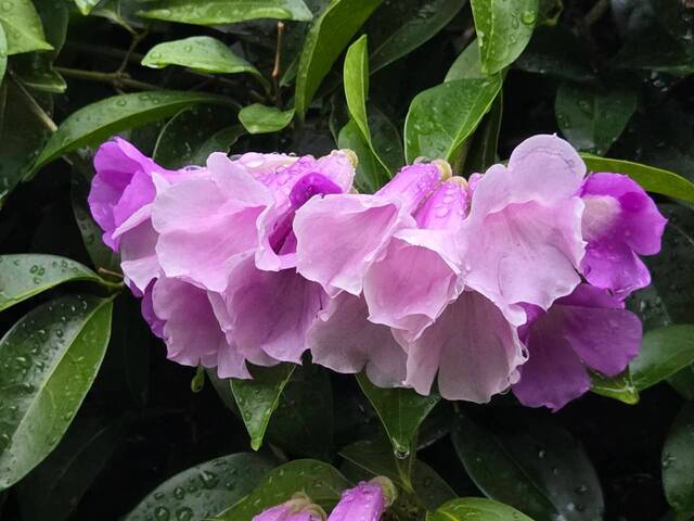 2026年10月05日蒜香藤花況-20