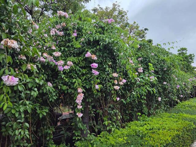 2026年10月05日蒜香藤花況-23