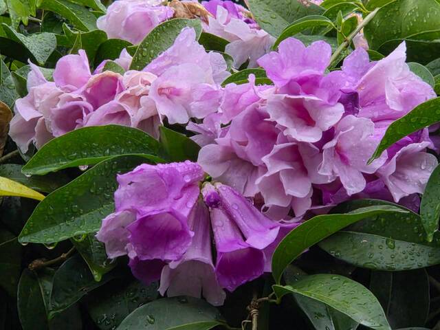 2026年10月05日蒜香藤花況-24