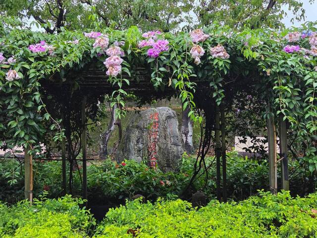 2026年10月05日蒜香藤花況-25