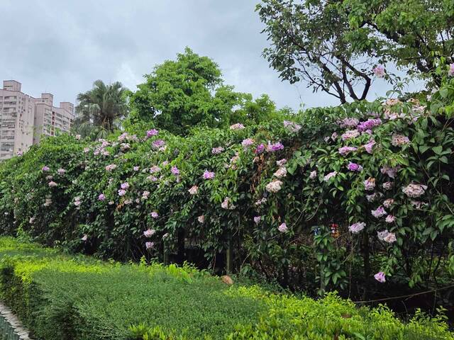 2026年10月05日蒜香藤花況-26