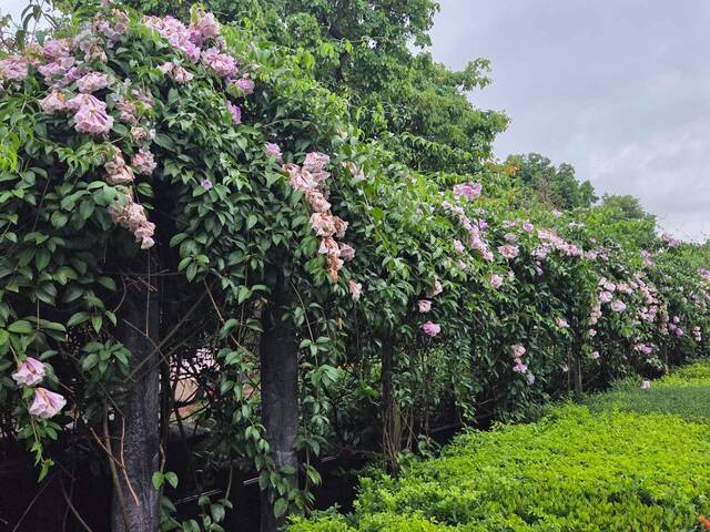 2026年10月05日蒜香藤花況-27