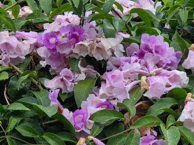 2026年10月05日蒜香藤花況-28