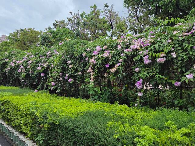 2026年10月05日蒜香藤花況-29