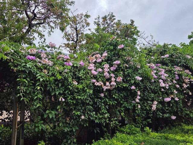 2026年10月05日蒜香藤花況-30
