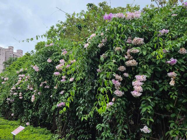 2026年10月05日蒜香藤花況-31