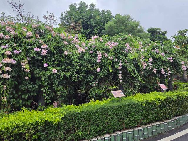 2026年10月05日蒜香藤花況-32
