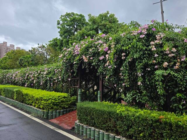2026年10月05日蒜香藤花況-33