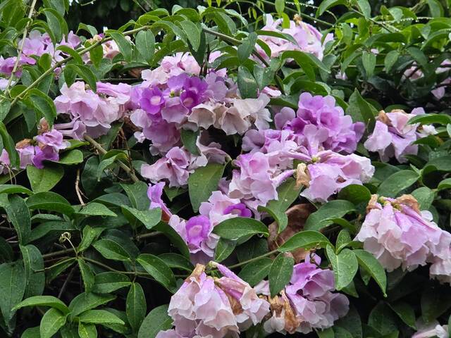 2026年10月05日蒜香藤花況-34
