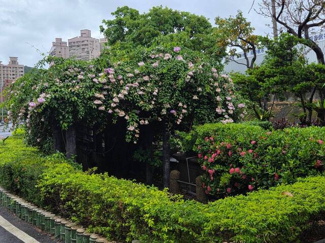 2026年10月05日蒜香藤花況-35