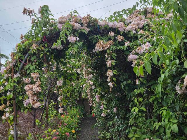 2026年10月05日蒜香藤花況-36