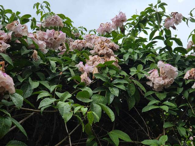 2026年10月05日蒜香藤花況-37
