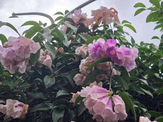 2026年10月05日蒜香藤花況-38