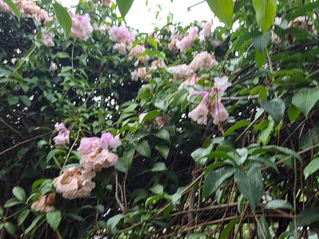 2026年10月05日蒜香藤花況-39