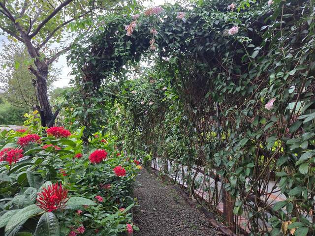 2026年10月05日蒜香藤花況-42