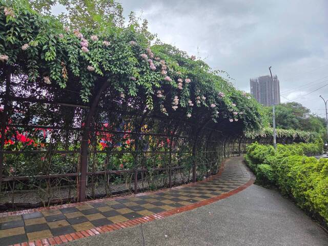 2026年10月05日蒜香藤花況-43