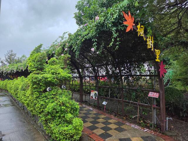 2026年10月05日蒜香藤花況-45