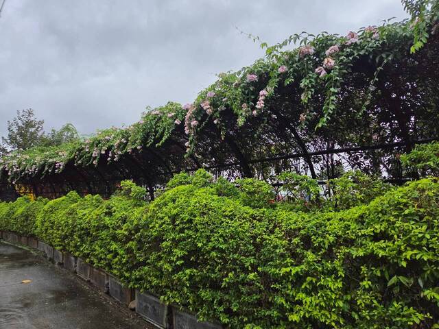 2026年10月05日蒜香藤花況-46
