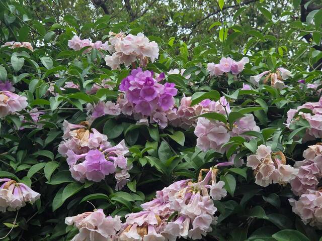 2026年10月06日蒜香藤花況-1（共58張照片）
