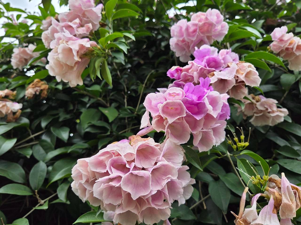 2026年10月06日蒜香藤花況