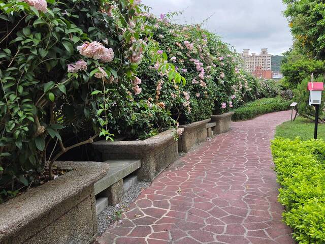 2026年10月06日蒜香藤花況-3