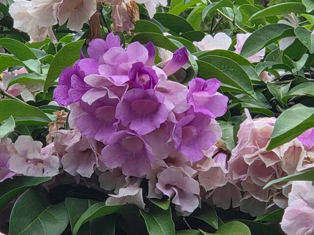 2026年10月06日蒜香藤花況-5